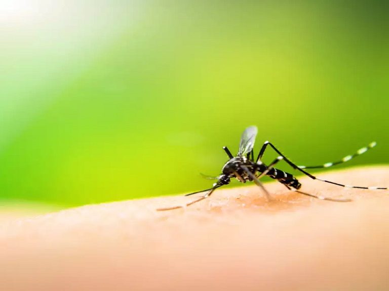 How to Protect Your Home From Mosquitoes