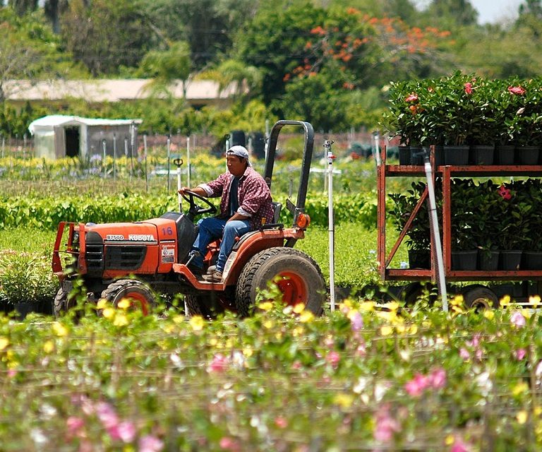 Organic Gardening Practices for Miami’s Subtropical Zone